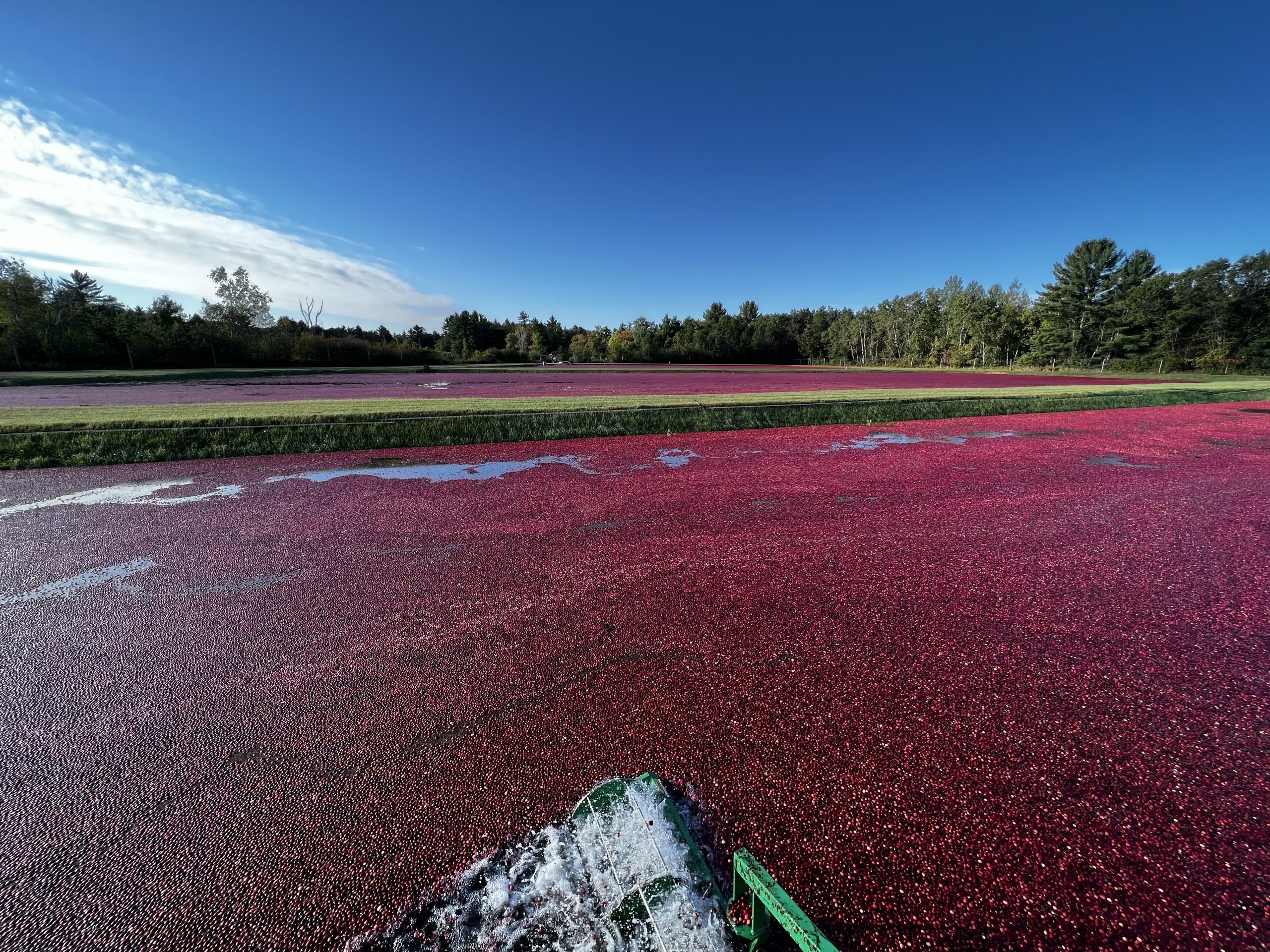 Flooded marsh