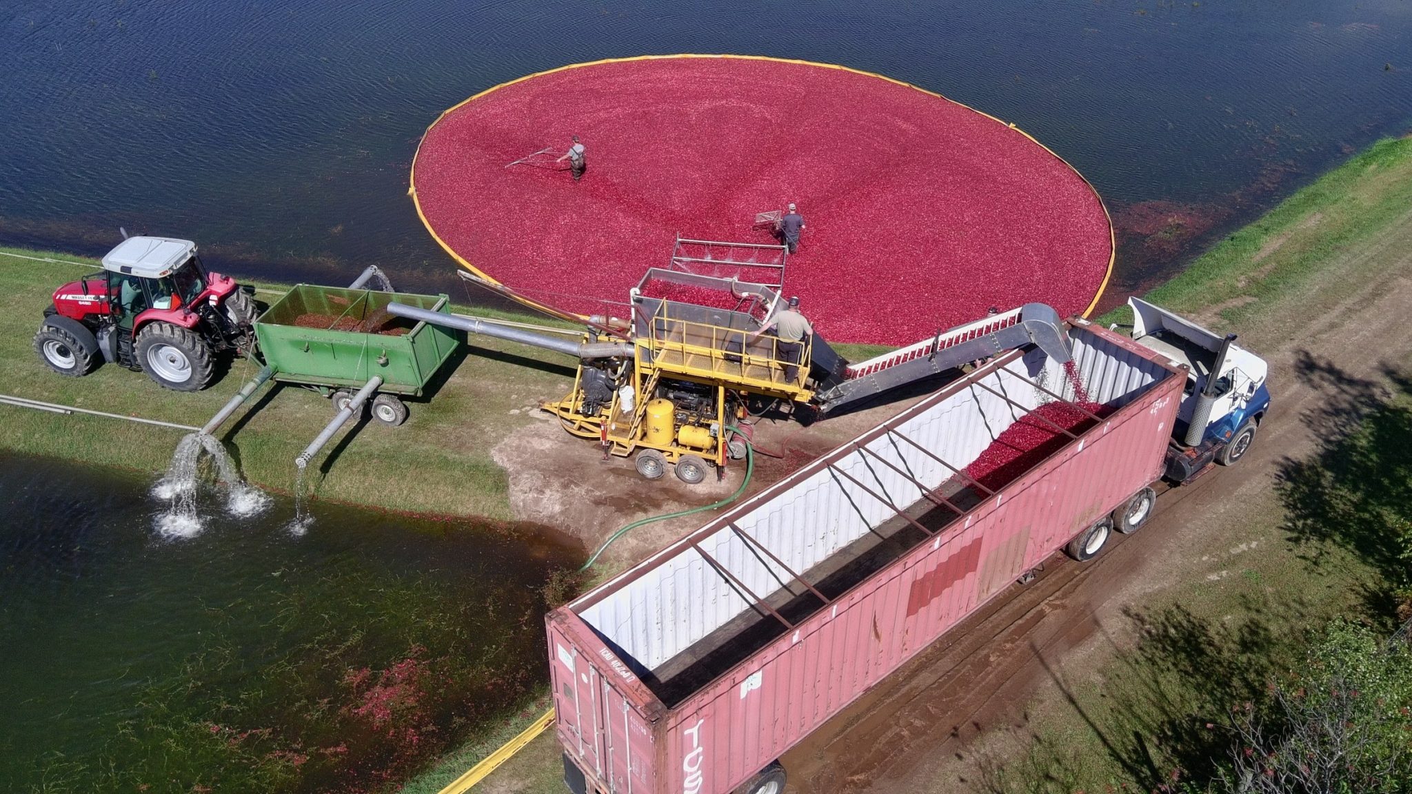 Drone view of a cranberry harvest with fruit being loaded into a semi trailer
